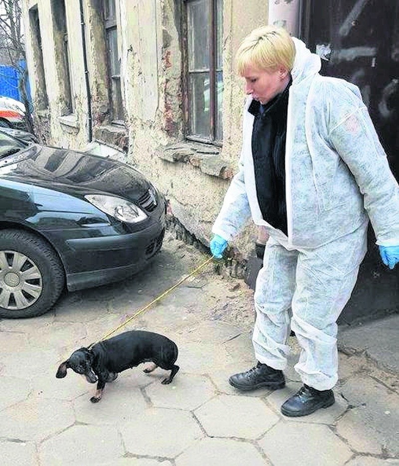 Mieszkanie jak chlew, robaki, odchody i zaniedbana suczka przy Pogonowskiego [zdjęcia]