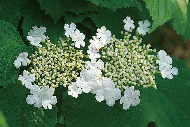 Kalina kwitnie w maju – ma białe, drobne kwiaty zebrane w płaskie baldachy.