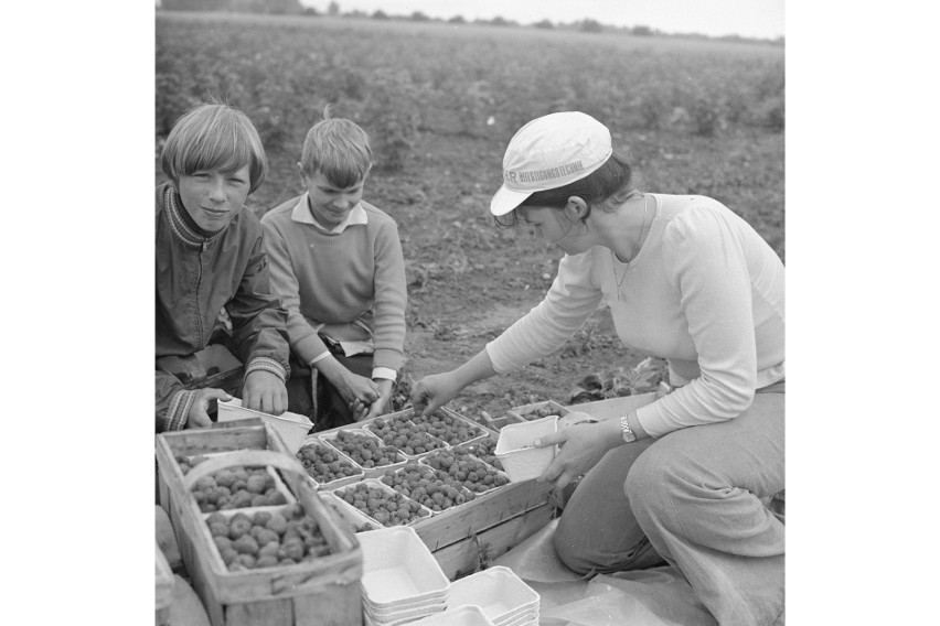 Dzieci pomagały zbierać maliny na wsi. Zdjęcie pochodzi z...