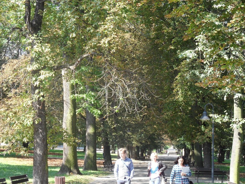 Częstochowa: Szkodniki niszczą piękne kasztanowce w Parku Jasnogórskim [ZDJĘCIA]