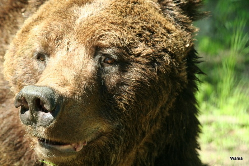 Niedźwiedź Wania został uśpiony 17 grudnia