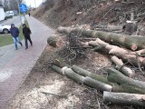 Wielka wycinka drzew przy dworcu Opole Wschodnie będzie kosztować ponad 200 tysięcy złotych