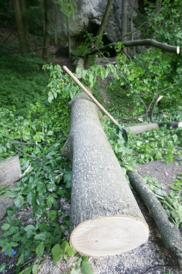 Z opinii biegłego dendrologa wynika, że drzewa - jesion i buk - zwaliły się na drogę, bo zostały wyrwane razem z korzeniami.