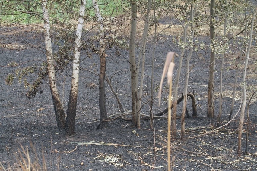 Tak wyglądają pola irygacyjne na północy Wrocławia po wielkim pożarze (ZDJĘCIA)