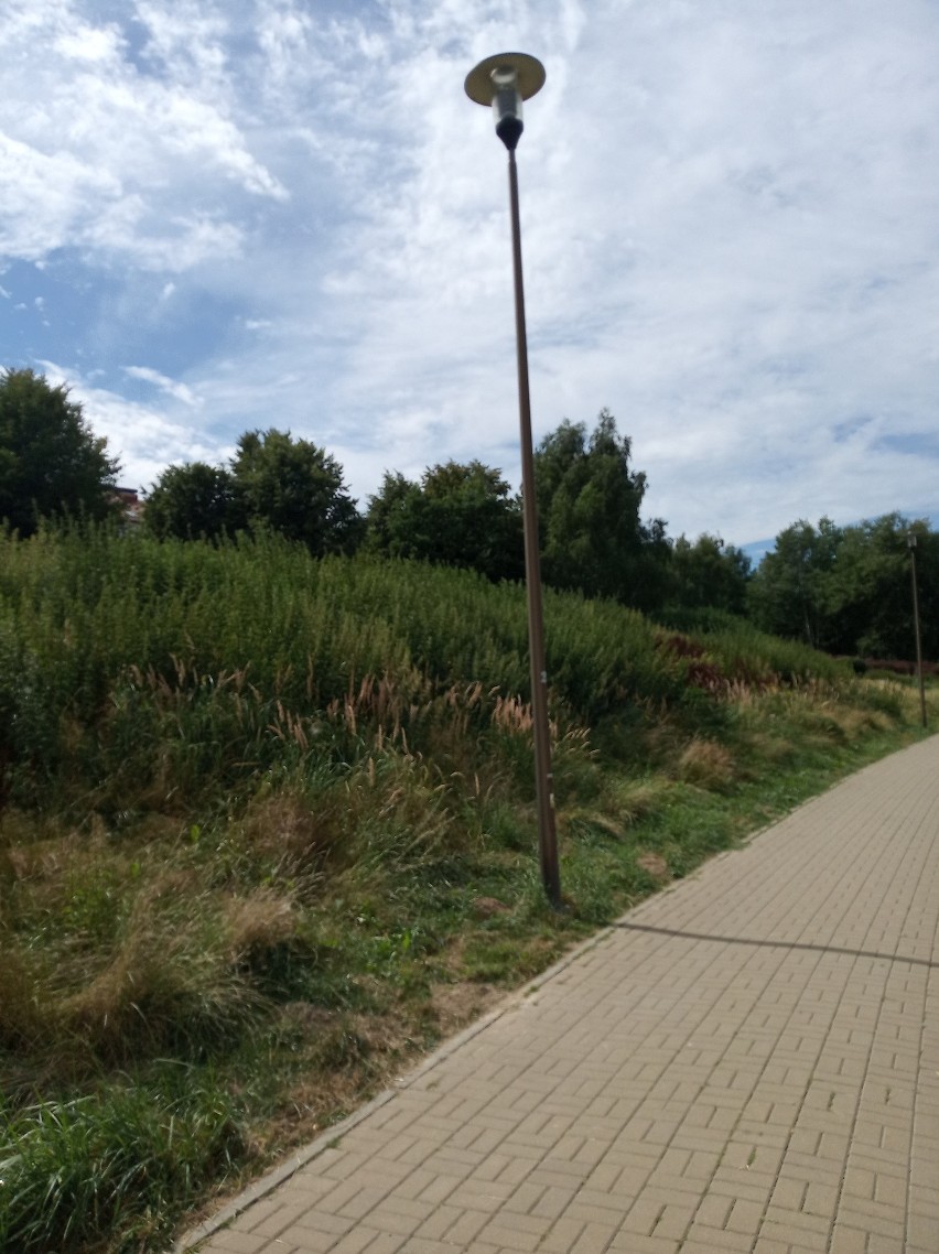 Zarośnięty wąwóz na Czubach w Lublinie odstrasza. Wcześniej miejsce wypoczynku, dziś siedlisko kleszczy