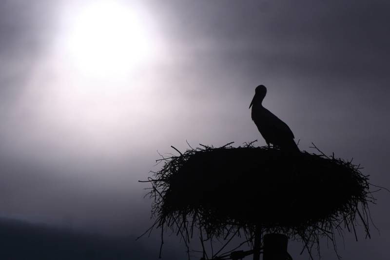 Bociany wracają w Bieszczady [ZDJĘCIA]