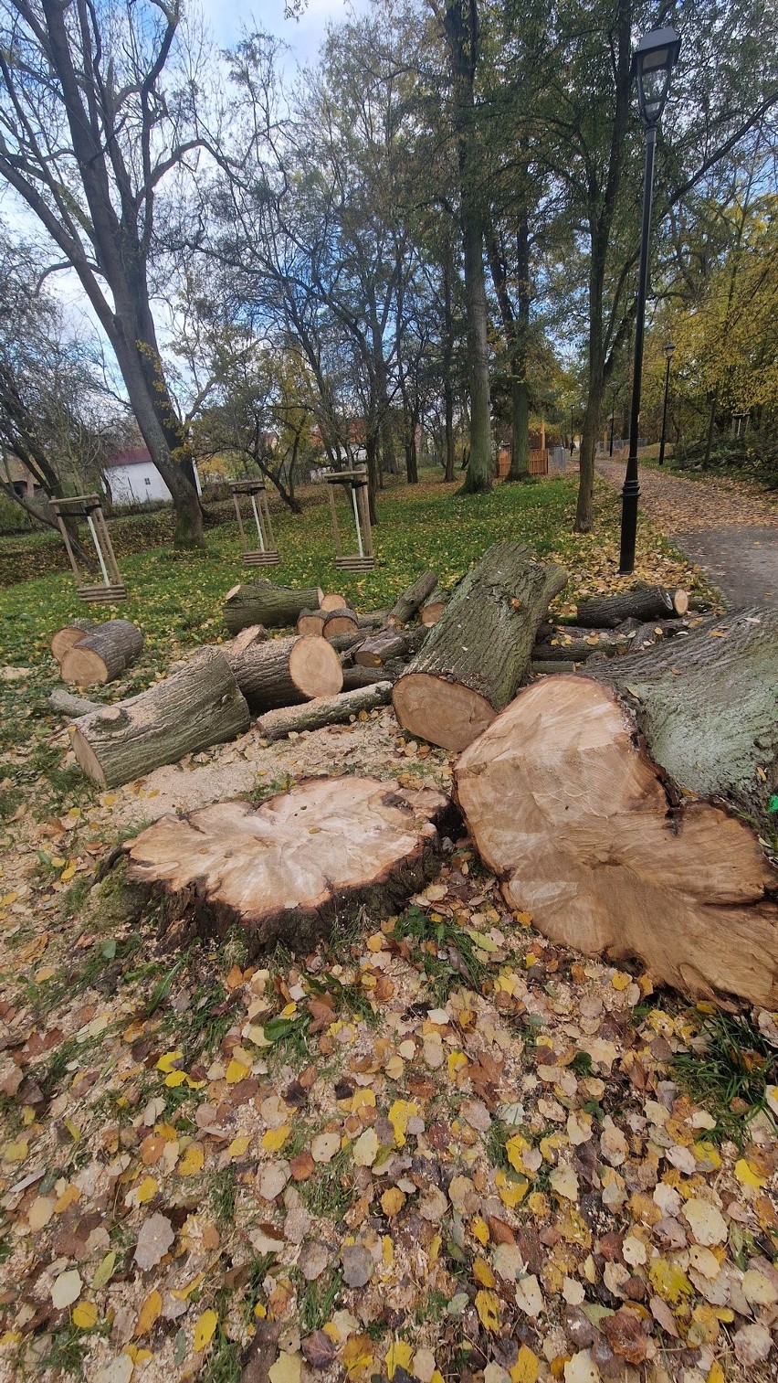 Decyzja o wycięciu 17 drzew z Parku Bieńkowickiego wywołała...