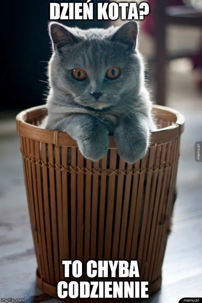 Światowy Dzień Kotów obchodzimy 17 lutego.