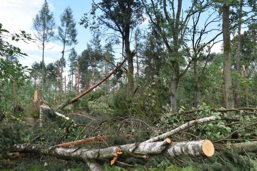 Piątkowa trąba powietrzna zniszczyła 1500 ha lasu w...