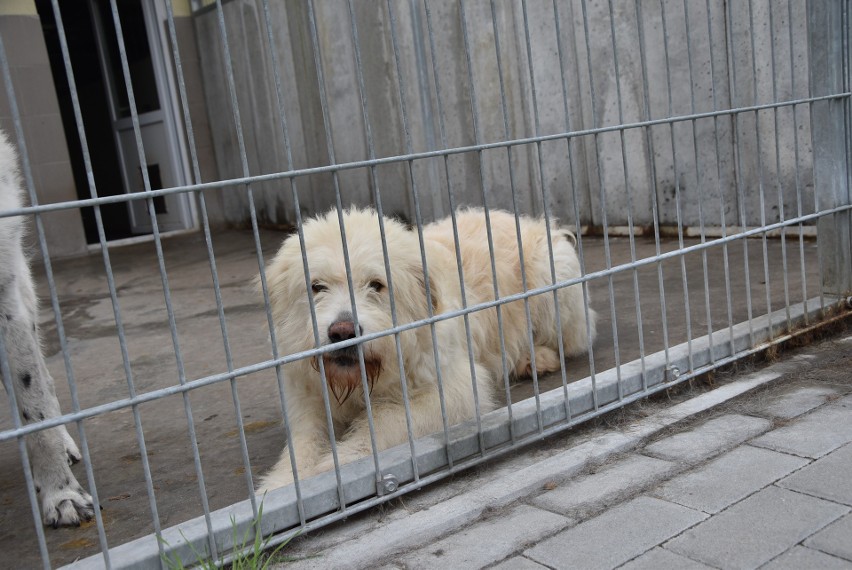 W schronisku w Grudziądzu przebywa obecnie 215 psów i 91...