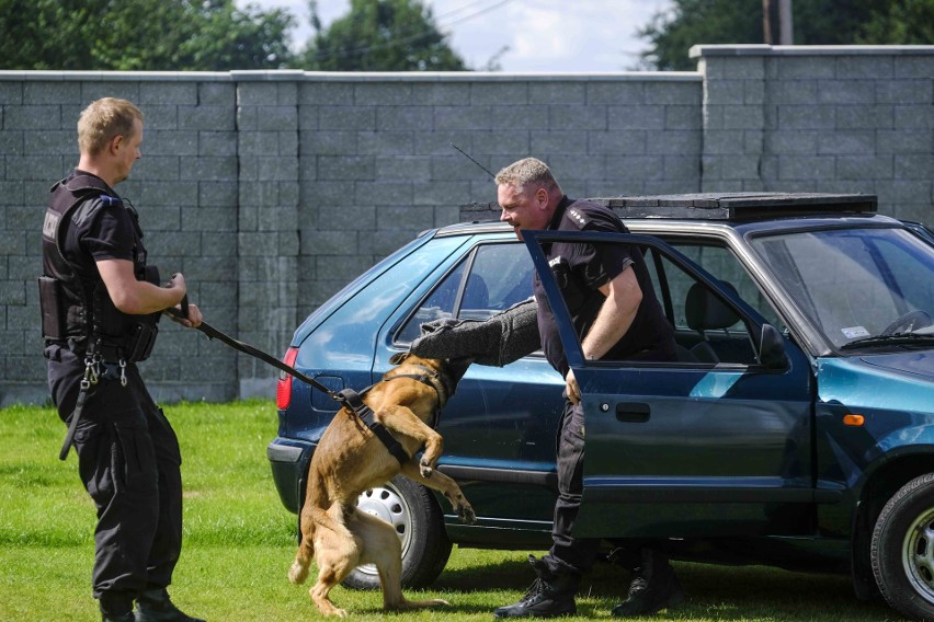 Tak wygląda trening policyjnych psów! Zobacz zdjęcia! 