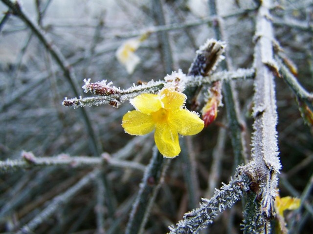 Jaśmin nagokwiatowy ma niezwykłą porę kwitnienia - jego żółte kwiaty pojawiają się w ciągu zimy.