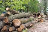 Blisko 60 drzew wycięto przy szkole na Wojska Polskiego
