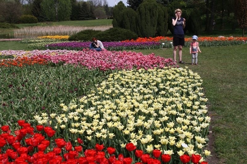 Tulipany zakwitły w „botaniku”. Warto się wybrać w ten weekend [zdjęcia]