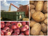 Z pól zbieramy coraz więcej: zbóż, rzepaku, ziemniaków, warzyw i owoców. Podsumowanie 2014