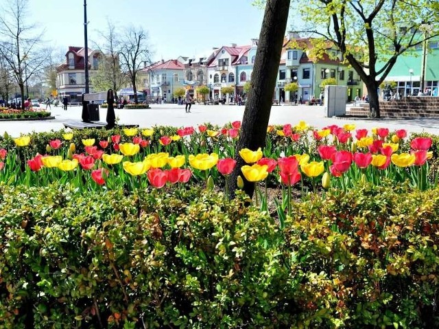 Tulipany, na zdjęciu plac Bartosza Głowackiego w Tarnobrzegu.