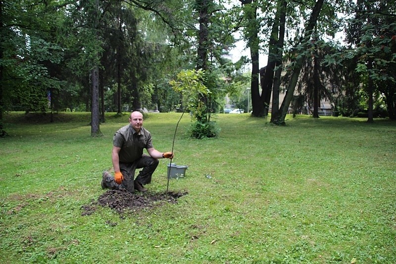 Cieszyn: Potomek słynnego dębu Cysters posadzony w szpitalnym parku [ZDJĘCIA]