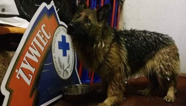 GOPR-owcy uratowali zmarzniętego psa na hali Skrzyczeńskiej ZDJĘCIA
