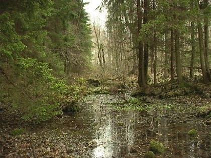 U źródeł rzeki Jałówki