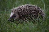 Gmina Chmielno. Nastolatkowie znęcali się nad jeżem? Chłopcy mieli kopać zwierzę, a następnie zabić go cegłą. O ich losie zadecyduje sąd 