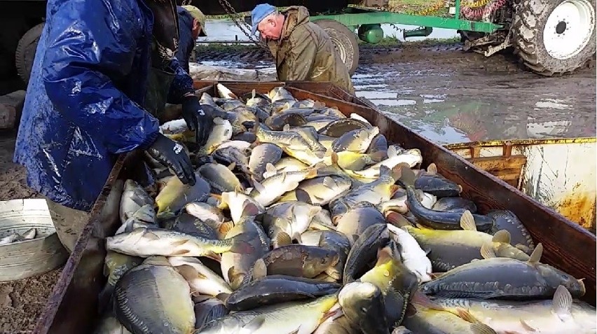 Odławianie karpi w Ślesinie
Ryby są w tym roku większe