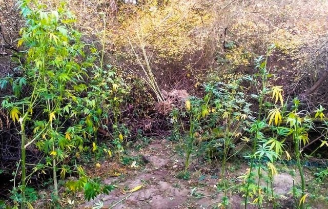W lesie koło Krosna Odrzańskiego policjanci rosło 11 krzaków konopi