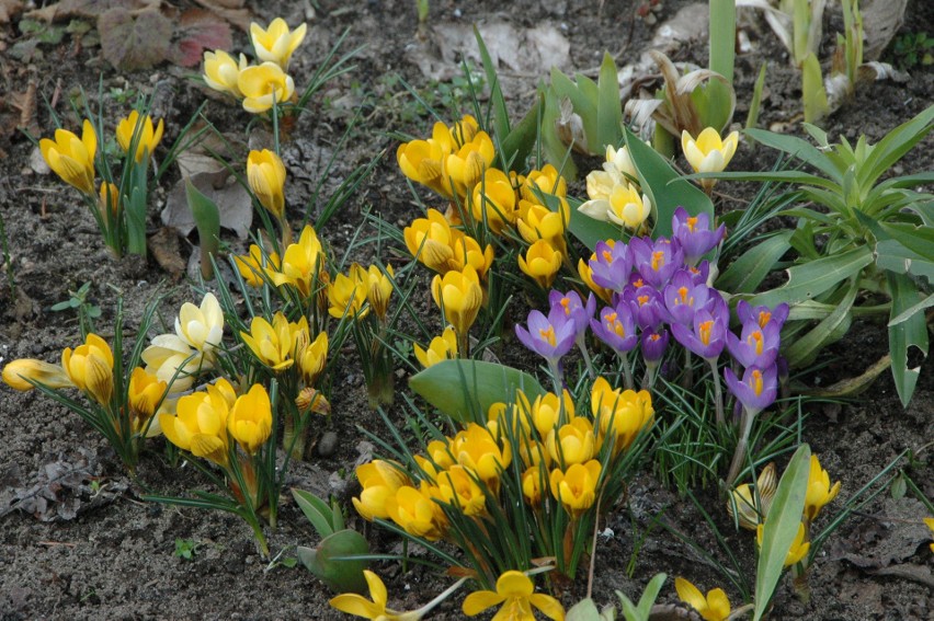 Tysiące krokusów, tulipanów i cebulic zostanie posadzonych w miejskich parkach w Łodzi