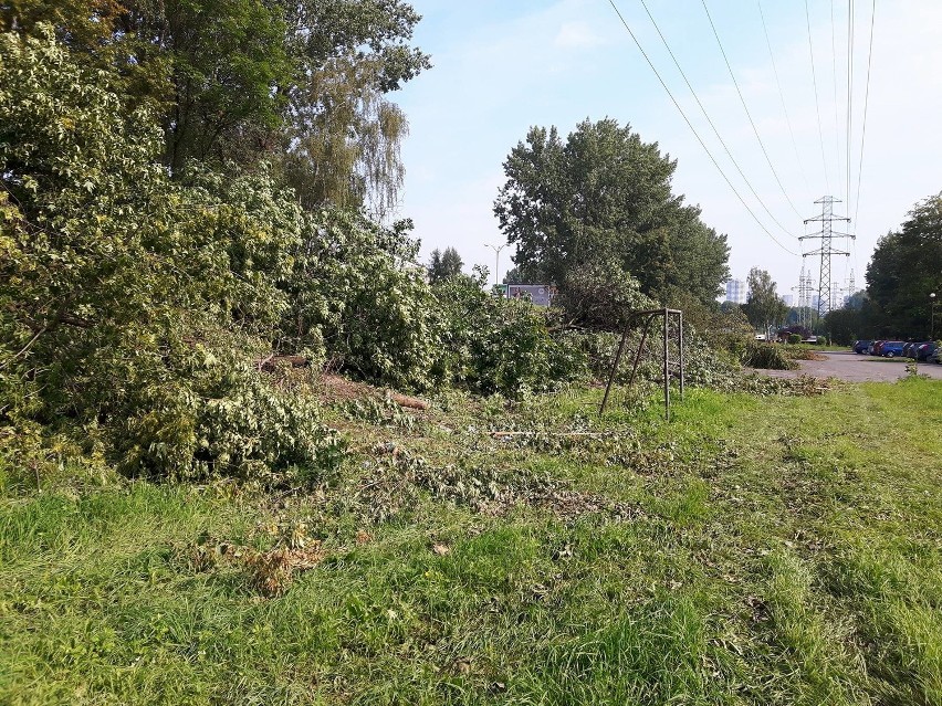 Na osiedlu Witosa w Katowicach trwa wycinka drzew