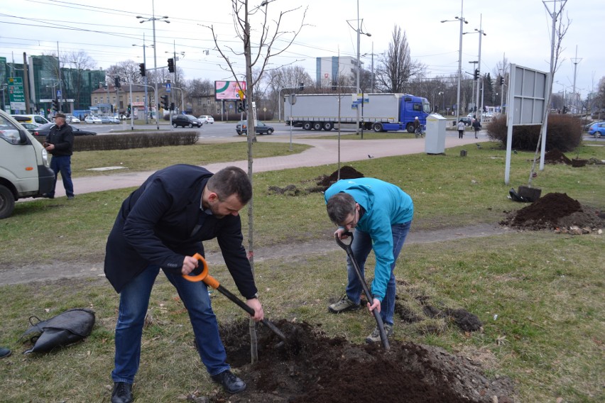 Gdzieś wycinają drzewa a w Częstochowie sadzą ZDJĘCIA