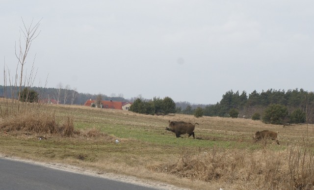 Wirus zagraża wyłącznie dzikom i trzodzie chlewnej