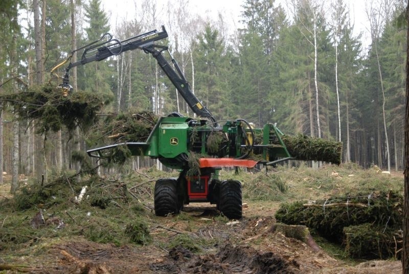 W polskich lasach systematycznie zwiększa się udział innych...