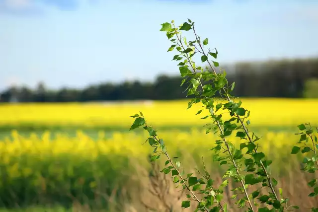 W przypadku, gdy wydzierżawione grunty podlegają zobowiązaniom wieloletnim, np. z tytułu płatności rolno-środowiskowo-klimatycznych lub ekologicznych, zalecany jest kontakt z Agencją Restrukturyzacji i Modernizacji Rolnictwa.