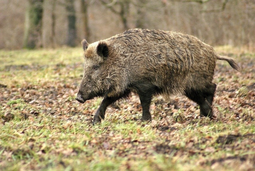 Zgłoszenia o dzikach na Górczynie pojawiają się regularnie.