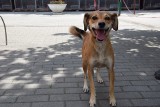Adoptuj zwierzaki ze schroniska dla bezdomnych zwierząt w Chorzowie ZDJĘCIA