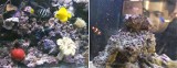 Podwodny świat. Prawdziwe rafy koralowe są w Słupsku (wideo)