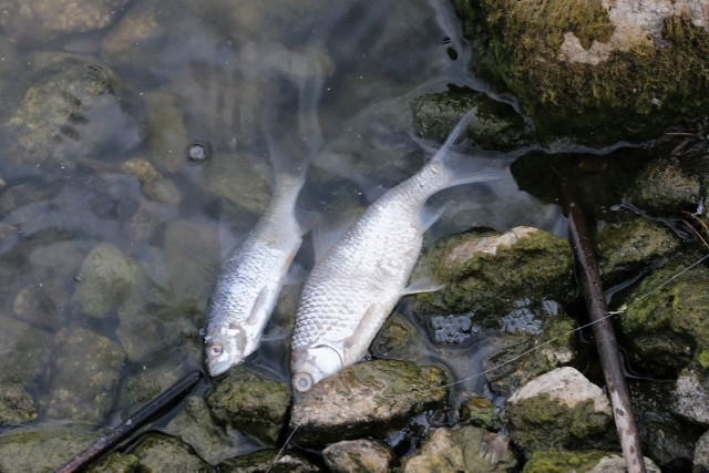 Wojewódzki Inspektorat Ochrony Środowiska w Poznaniu poinformował, że w związku ze zgłoszeniem śniecia ryb w zbiorniku wodnym Kowalskie i dopływu ścieków wylotem przy zaporze czołowej zbiornika, w minionym tygodniu inspektorzy pobrali próby wody.