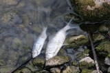 Trwa wyjaśnianie przyczyn pojawienia się śniętych ryb w jeziorze Kowalskim
