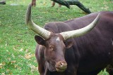 We wrocławskim zoo urodził się cielak z rogami!