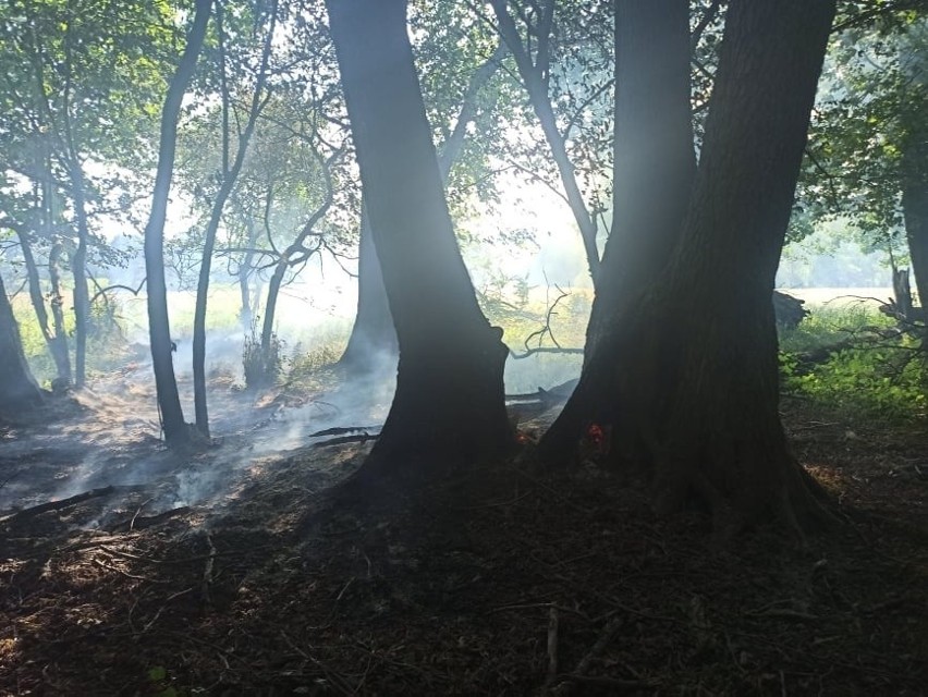 Pożary lasów regionie.
