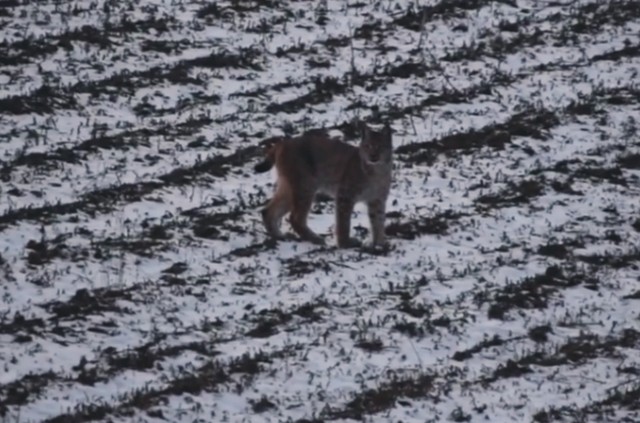 Kadr z filmu zamieszczonego przez Nadleśnictwo Lubaczów.