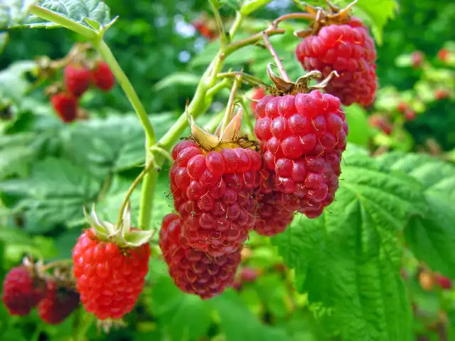 Warto zadbać o właściwe nawożenie malin, aby latem cieszyć się ich smakiem i aromatem