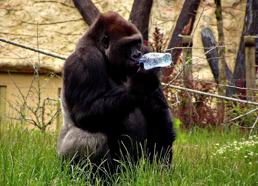  Podejrzeliśmy co robią zwierzęta. Nietypowe, śmieszne sytuacje mieszkańców zoo [ZDJĘCIA]