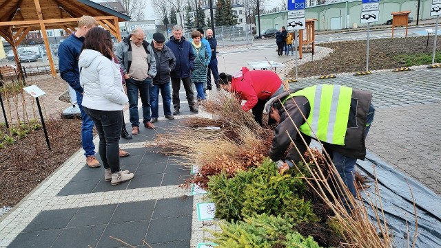 Ponad 9 tysięcy sadzonek rozdano podczas akcji „Zielone Radomsko”!