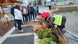 Akcja „Zielone Radomsko”. Radomszczanie odebrali ponad 9 tysięcy sadzonek! ZDJĘCIA
