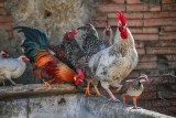 Ptasia grypa coraz bliżej, uważaj na swoje kury! Te nakazy i zakazy obowiązują w Polsce