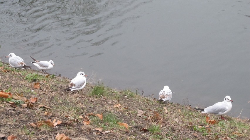 Mewy nad fosą miejską we Wrocławiu