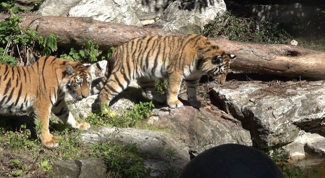 Tygrysy z poznańskiego Zoo próbowały zażyć kąpieli.