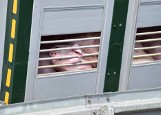 Strażacy ratowali świnie, które utknęły w zepsutej przyczepie [WIDEO, ZDJĘCIA] 