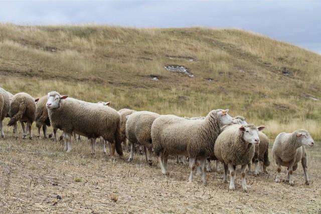 Inicjatywa ma wspierać hodowlę owiec i kóz w Beskidach i na terenie Jury Krakowsko-Częstochowskiej.