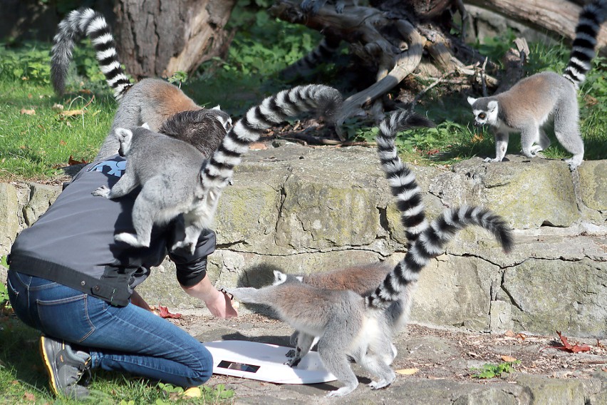 Z okazji podwójnego święta w łódzkim zoo pokazali jak dbają o lemury katta